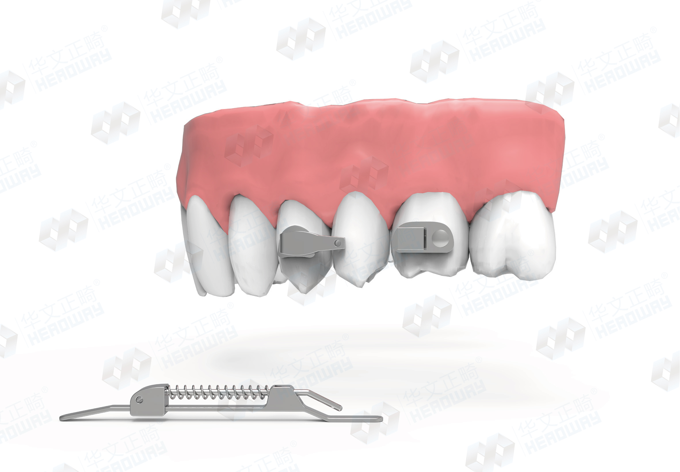 牙体解剖：前牙、前磨牙、磨牙 - 牙齿的剖面图解 - 实验室设备网
