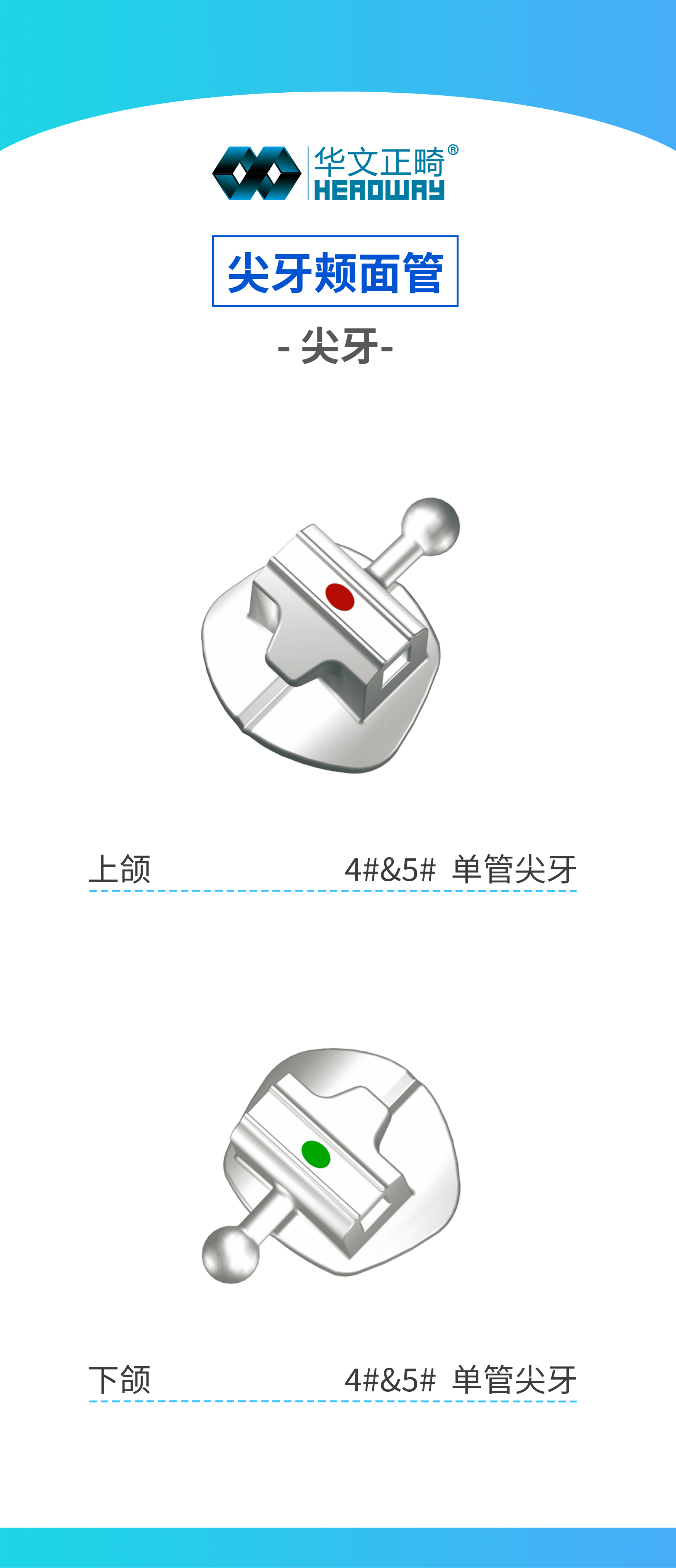 尖牙颊面管